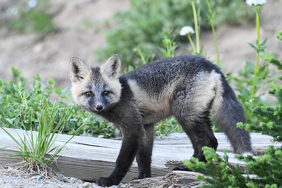 Cascade Fox Kit 12