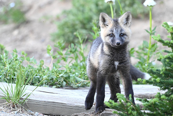 Cascade Fox Kit 14