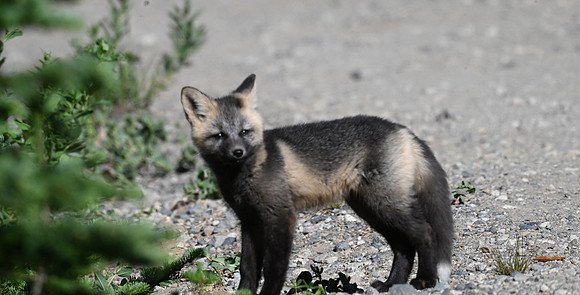 Cascade Fox kit 17