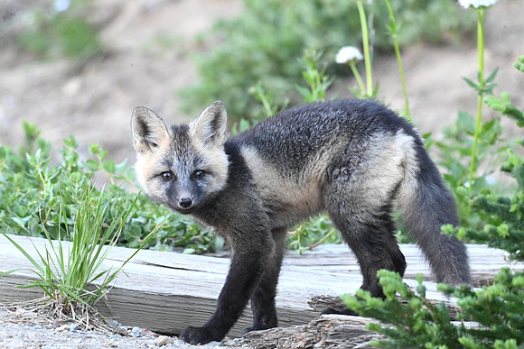 Cascade Fox kit 15