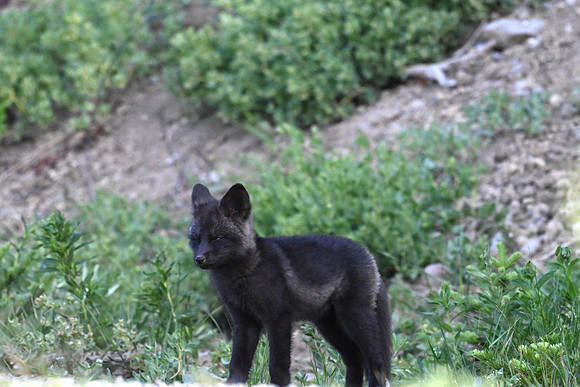 Cascade Fox kit 21