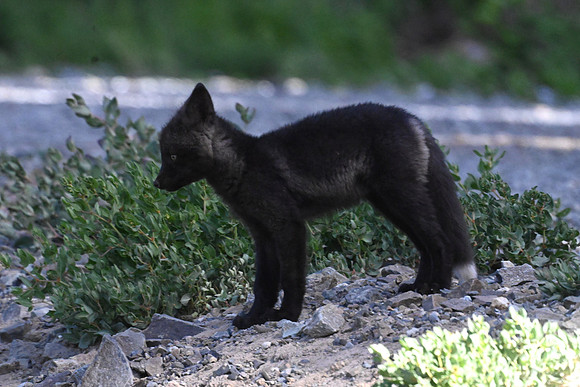 Cascade Fox Kit C1