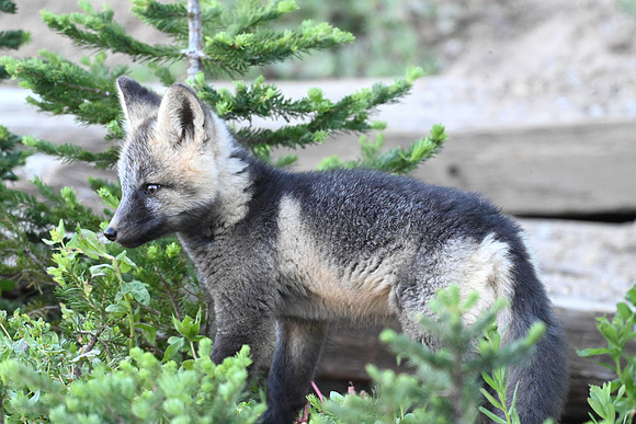 Cascade Fox Kit 2610