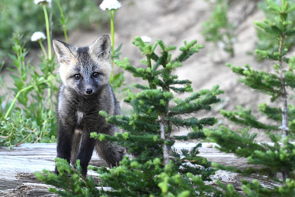 Cascade Fox Kit 2428
