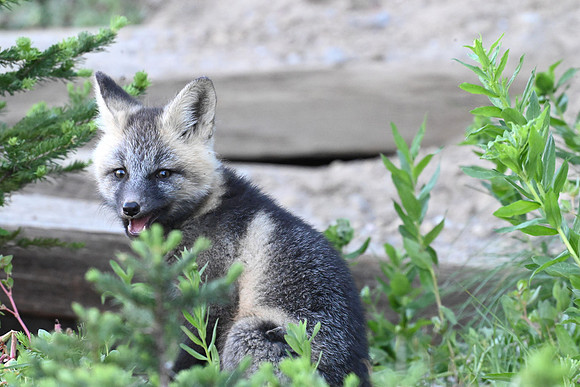 Cascade Fox Kit G2