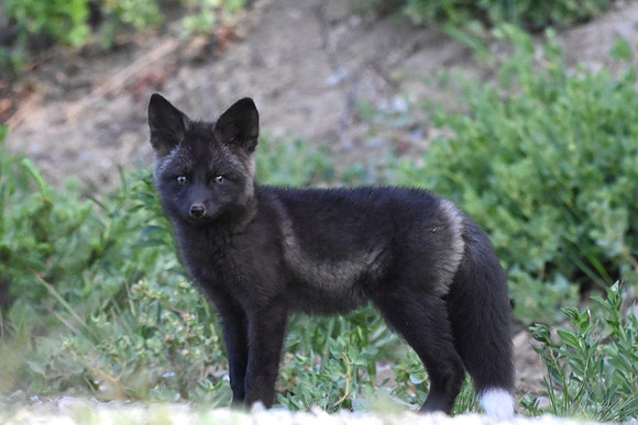 Cascade Fox Kit P1
