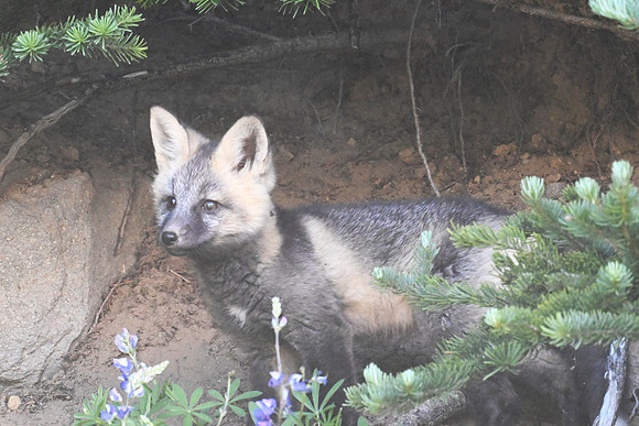 Cascade Fox Kit S1