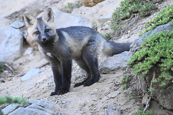 Cascade Fox Kit S3