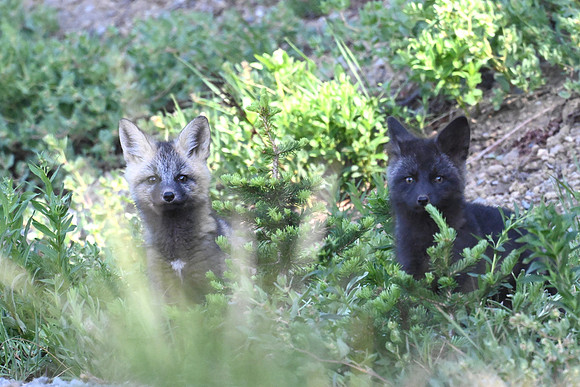 Cascade Fox Kits 20