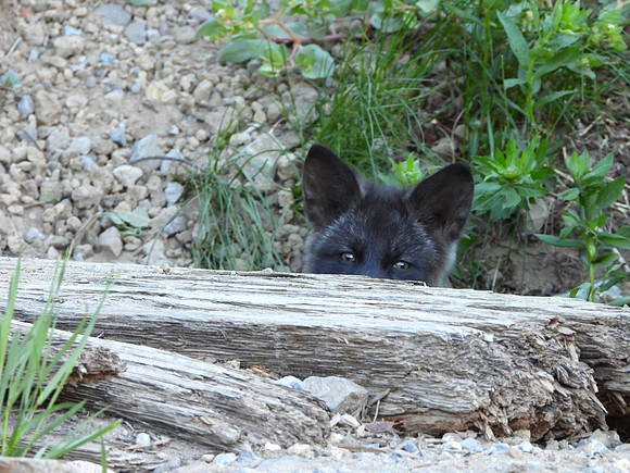 Cascade Fox Lit playing Peek-a boo
