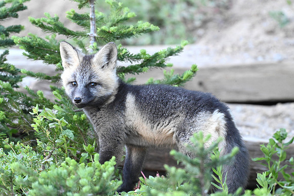 Cascade Fox Kit16