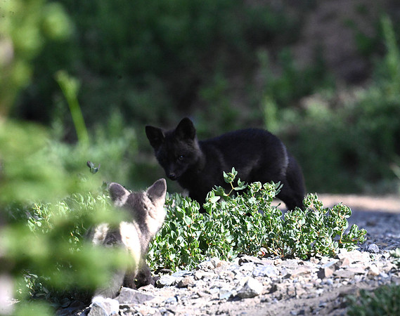 Cascade Fox Kits 1