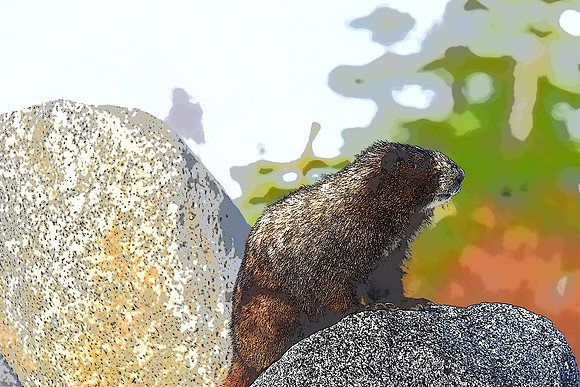 Marmot
