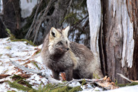Cascade fox 412