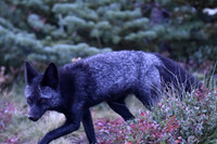 Cascade Fox 433