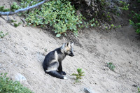 Cascade fox - Sentry