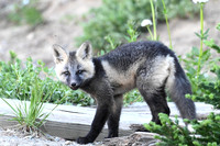 Cascade Fox 2498