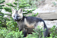 Cascade fox 2607