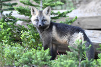 Cascade Foxes