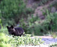 Cascade Fox 2829