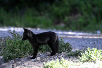 Cascade fox 2695