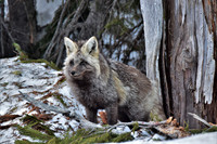 Cascade Fox 416