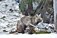 Cascade Fox 448
