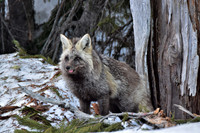 Cascade Fox 417