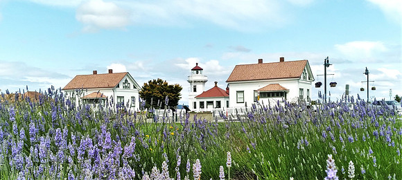 12 Lavender Mukilteo LH