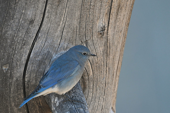 Mountain Bluebird 3