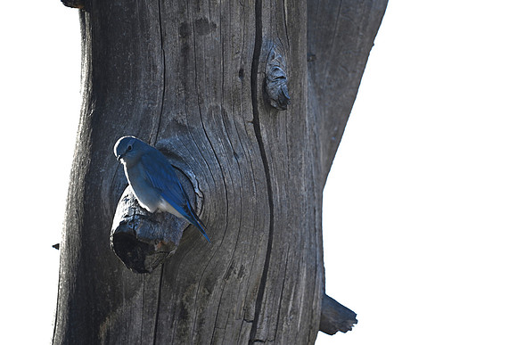 Mountain Bluebird 1