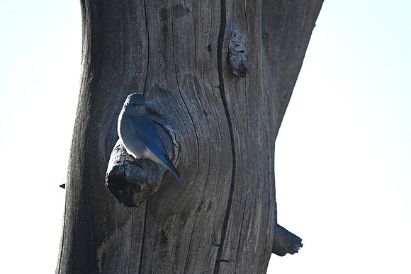 Mountain Bluebird 2