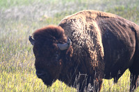 Bison