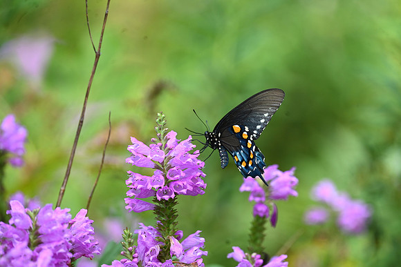 Spicebush Swallowtail