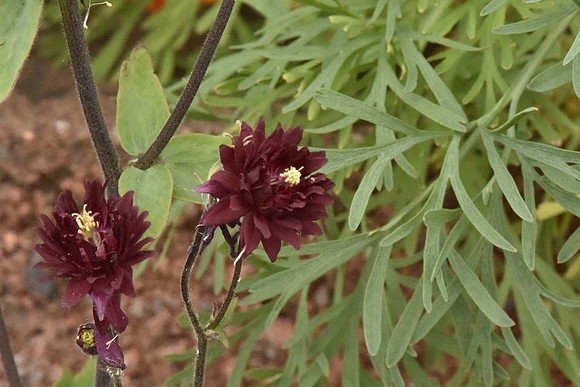 Triple Maroon Columbine