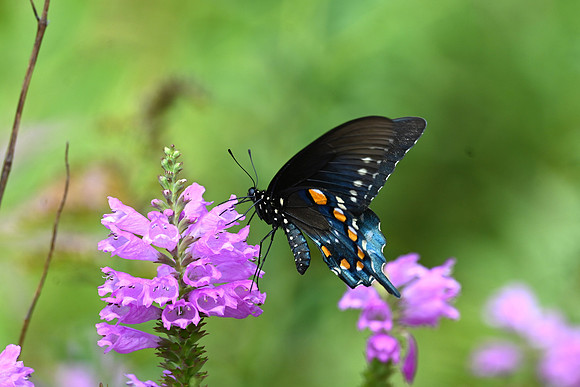 Spicebush BF