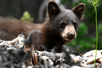 Bear Cub 2