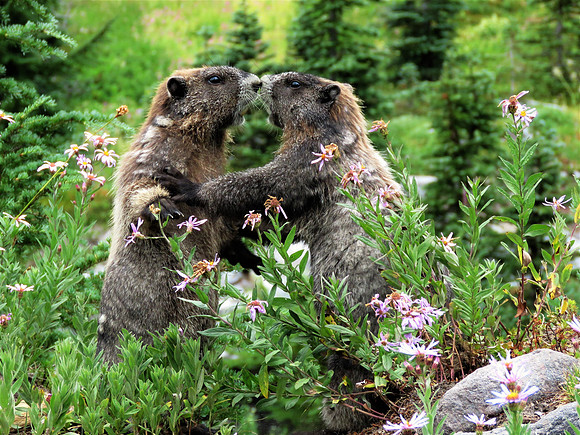 Kissing marmots