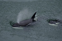 Orca