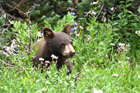 Bear cub