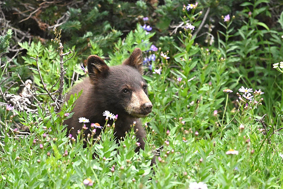 Bear cub