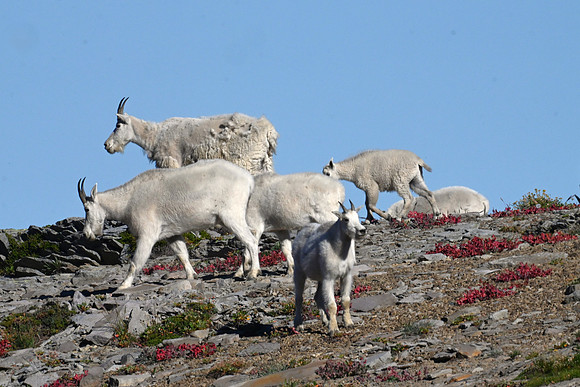 Mt Goats A3