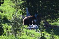 Black Bear sow and cub