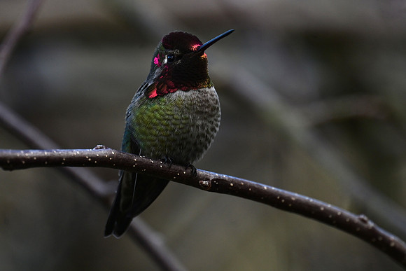 Anna's Hummingbird EW4