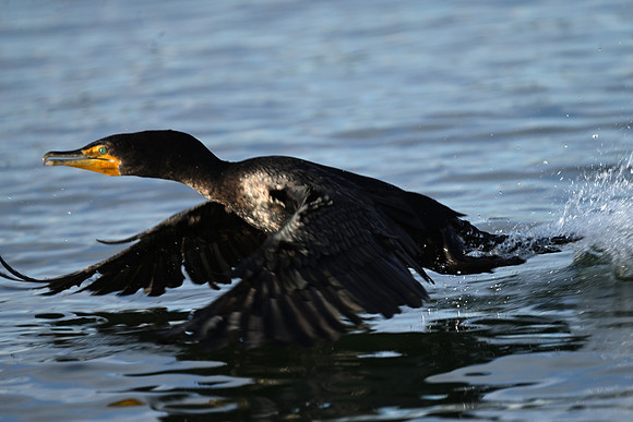 Double-crested Cormorant EW2