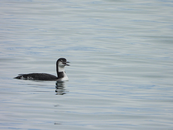 Common Loon EW3