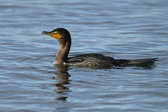 Double-crested Cormorant EW3