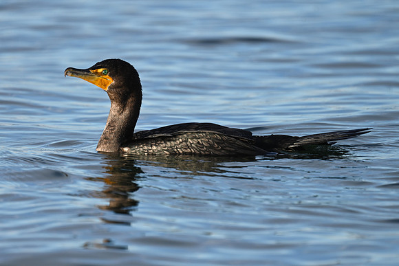 Double-Crested Cormorant EW4