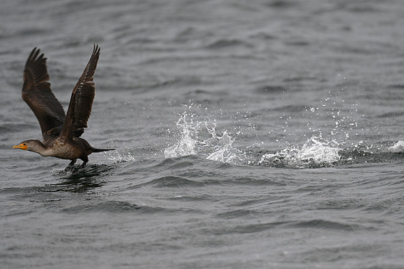 Double-crested cormorant Taking Off EW4