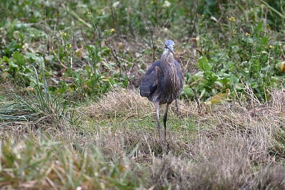 Great Blue Heron EW2